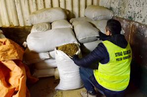 Nielegalna przetwórnia tytoniu