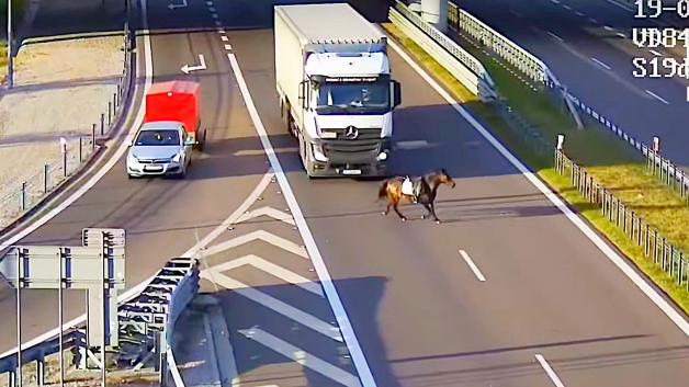 [VIDEO] S19 w trybie „Dziki Zachód”: koń bez jeźdźca na ekspresówce